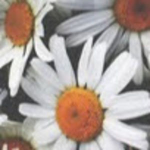 Meet your Posher, Karla